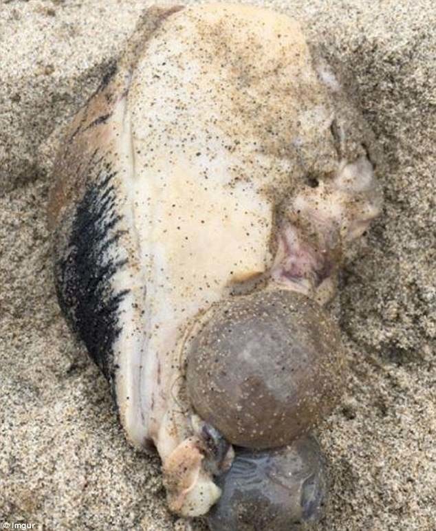На пляж в Малибу море выбросило таинственного монстра