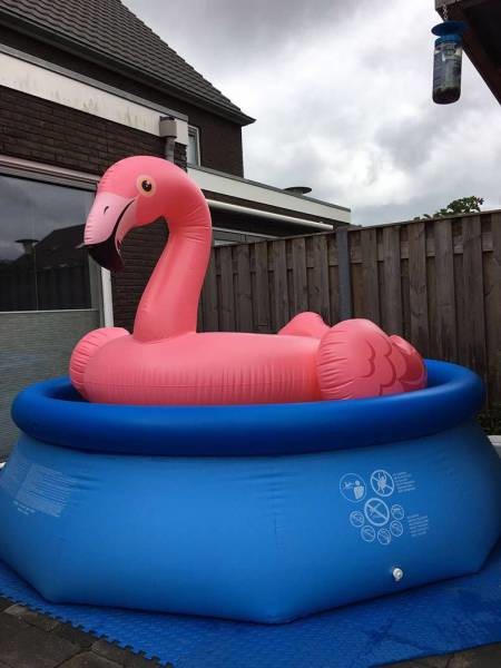 Фламинго занял весь бассейн 