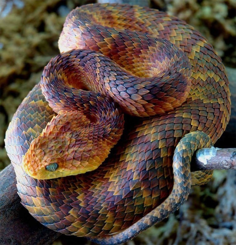 Шершавая древесная гадюка - одна из самых красивых змей в мире