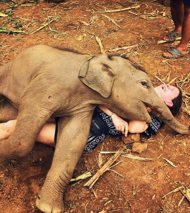 Новорожденный слоненок, с легкостью поваливший взрослого человека