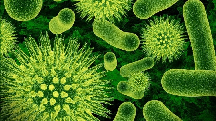 Внутри человеческого тела живёт огромное количество микроорганизмов. Долгое время считалось, что количество микробов в десять раз превышает количество клеток, однако недавние исследования показали, что их соотношение примерно равно