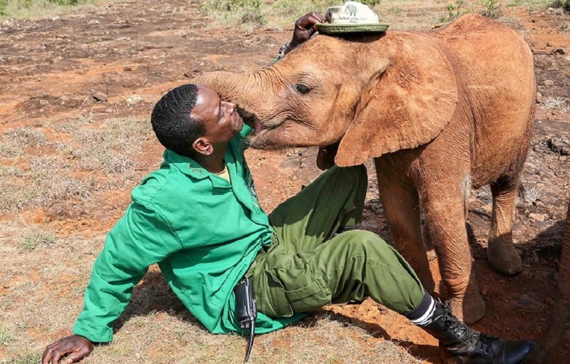 Осиротевшая слониха, которую чуть не убили люди, целует своего спасителя 