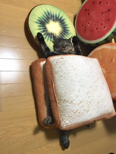 Спящий сэндвич 