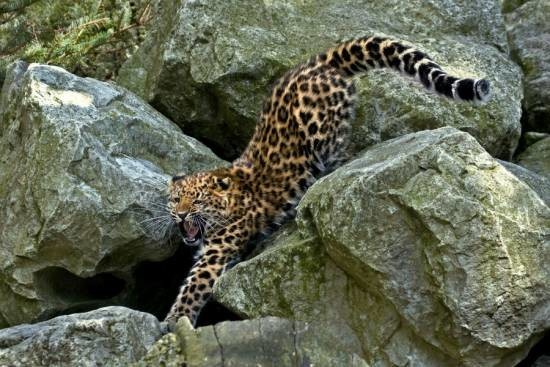 Дальневосточный (амурский) леопард