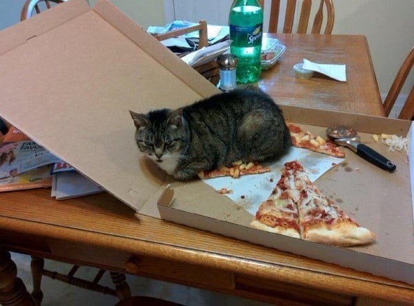 6. Тот, кто отказывался угостить кота пиццей