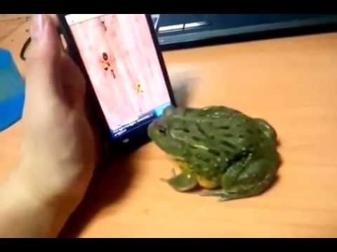 Месть обманутой жабы 