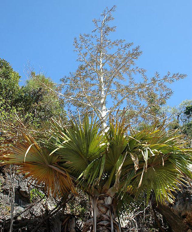 Мадагаскарская пальма (Tahina spectabilis).