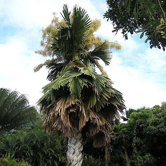 Талипотовая пальма 