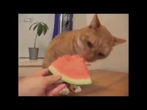Кот без ума от арбуза 