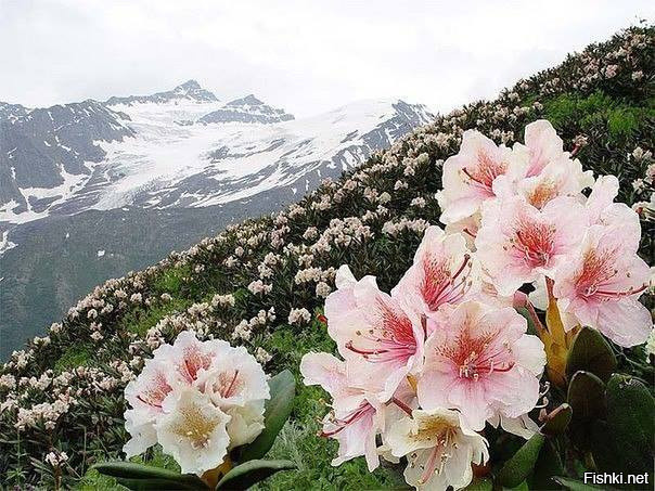 Цветение рододендрона в горах Кабардино-Балкарии 