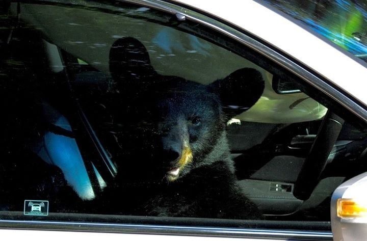 Медведь-барибал устроил ад в запертом автомобиле