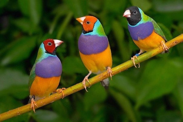 Гульдова амадина — одна из самых ярких и красивых птиц