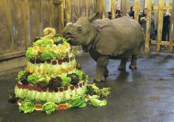 Торт на день рождения маленькому носорогу