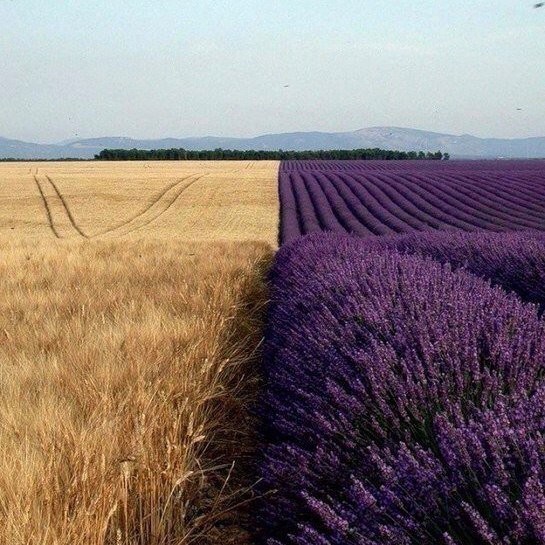 Пшенично-лавандовое поле.