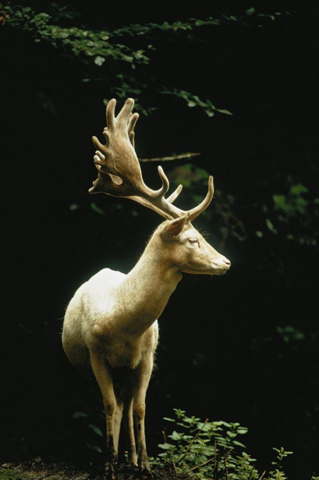 Белый олень в лесу Швейцарии, 1973