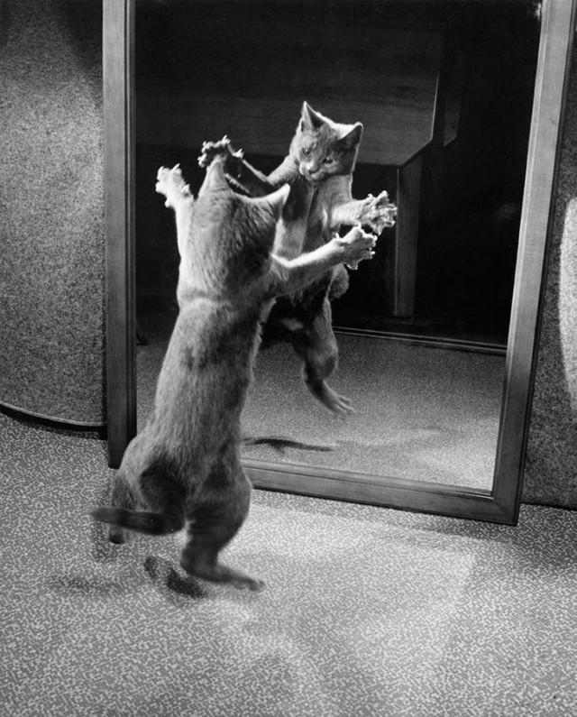 Выпустив когти, котик нападает на собственное отражение в зеркале, 1964
