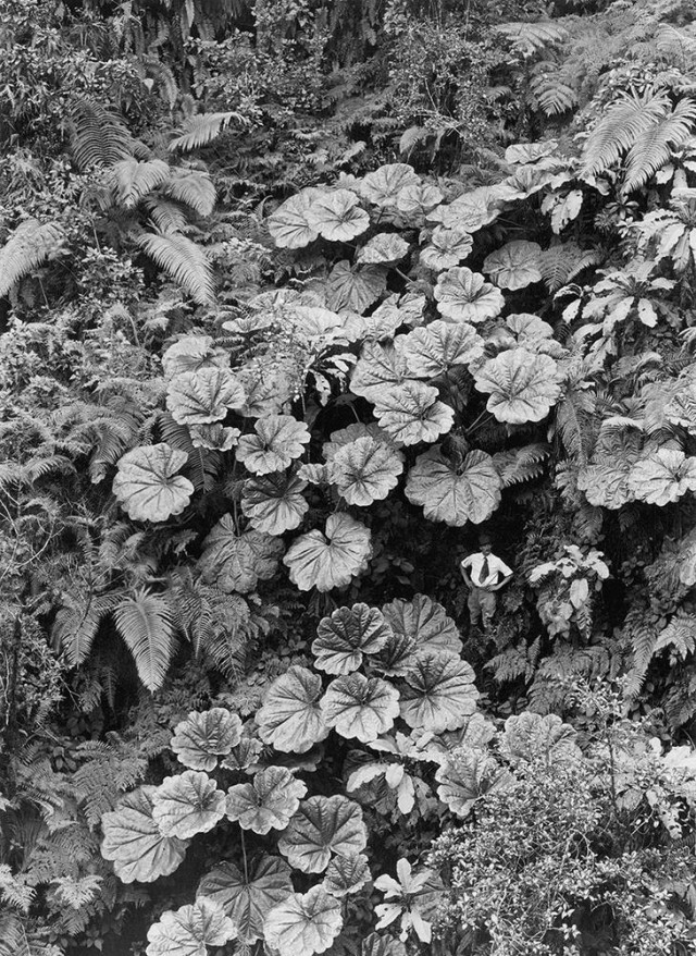 Мужчина теряется на фоне огромных растений на Мауи, Гавайи, 1924