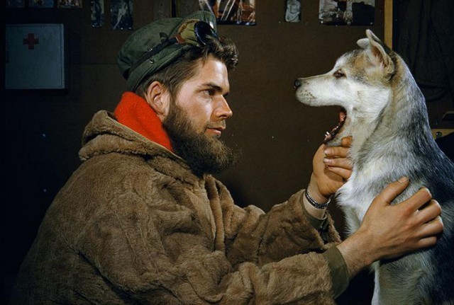 Мужчина осматривает пасть 10-месячного щенка аляскинского маламута в районе Южного полюса, 1957