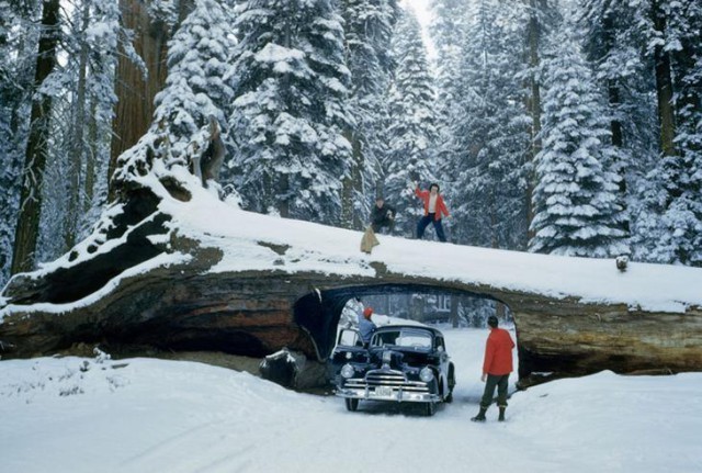 Туристы у огромного дерева, в стволе которого вырезан тоннель на дороге в Национальном парке Секвойя, май 1951