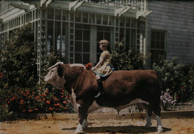 Девочка верхом на херефордском быке возле Плезантона, штат Калифорния, 1926