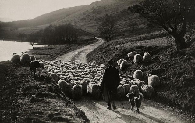 Мужчина гонит отару овец с помощью своих собак в Шотландии, 1919