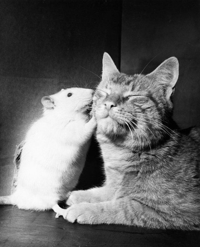 Кошка и белая крыса живут в мире и согласии. Когда разновидовые животные растут вместе, они часто утрачивают враждебность, апрель 1964