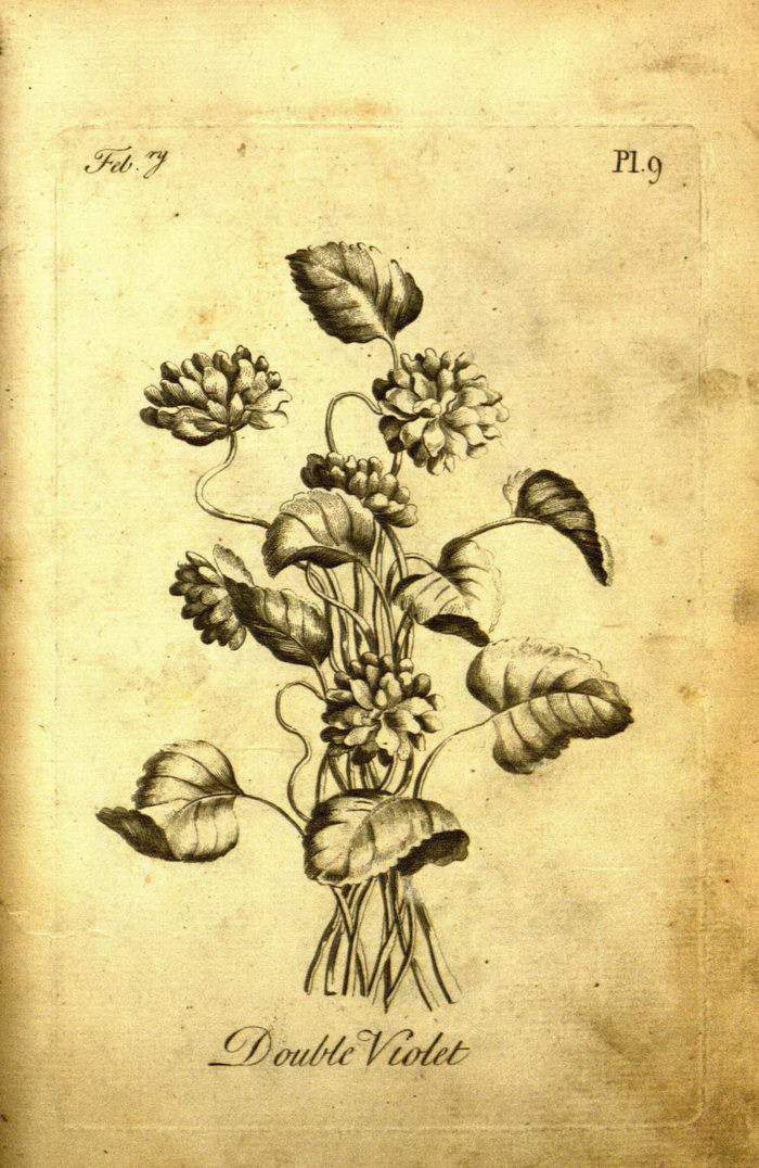 Согласно информации, которую можно найти в Сети, книга предназначалась для развлечения дам и кавалеров, увлекающихся ботаникой