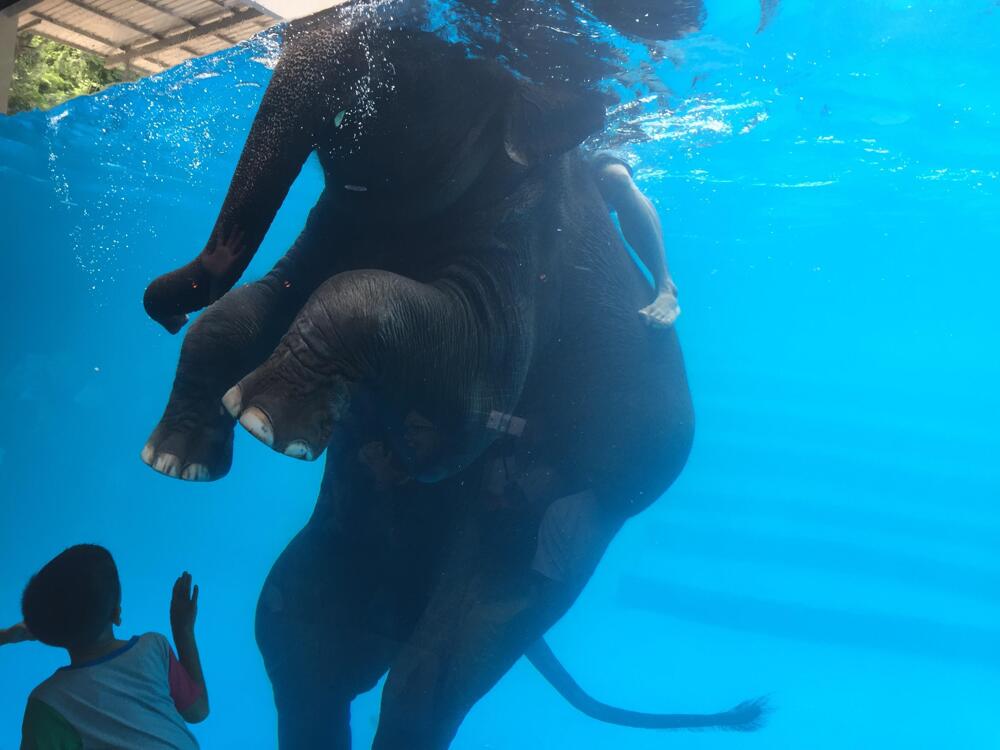 Слон в бассейне 