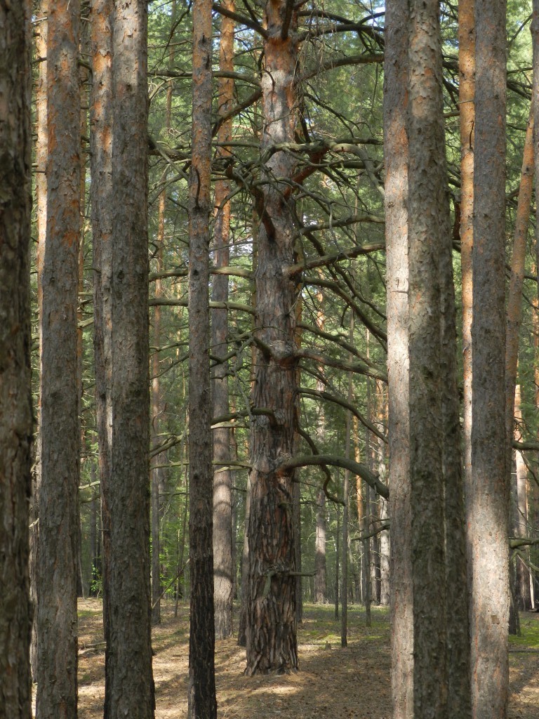 Что от нас скрывают - Почему деревья старше 150-200 лет встречаются только под "культурным" слоем