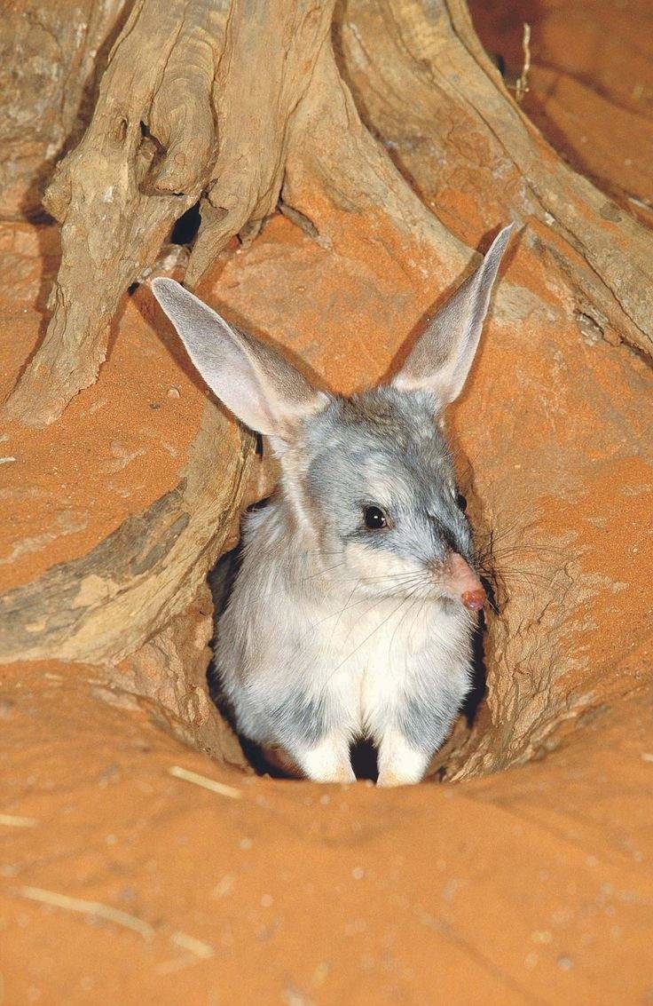Необычная фауна Австралии: Бандикут