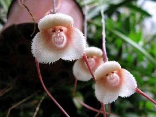 Что же натворили обезьянки, что стали цветочками?