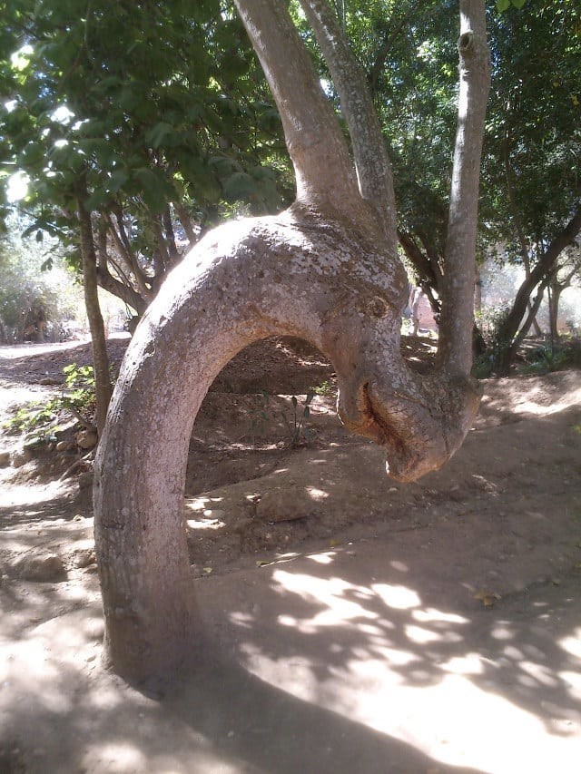  Это дерево когда-то было драконом