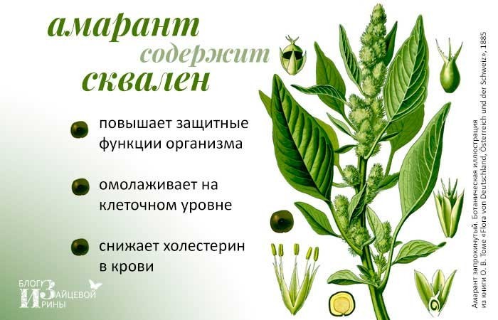 Растение амарант. Химический состав