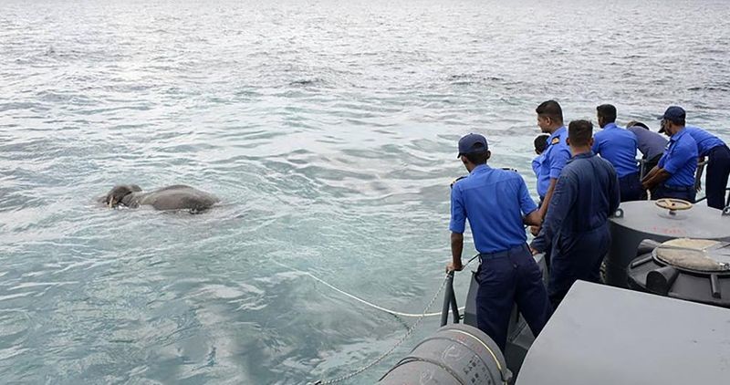 Военнослужащие ВМС Шри-Ланки спасли унесенного в море слона
