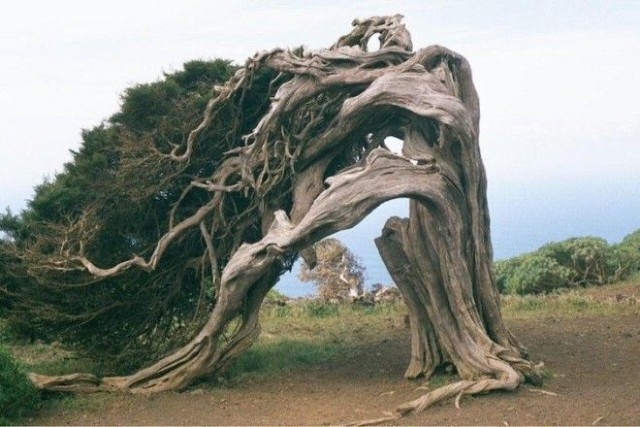 Дерево, которое выросло под постоянным воздействием ветра