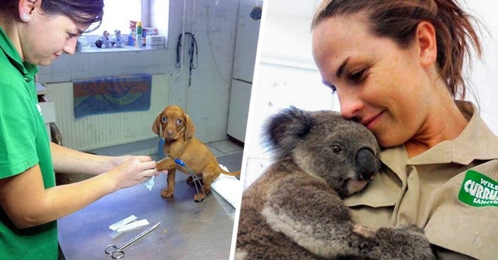 20 фото-доказательств того, что ветеринар - замечательная профессия