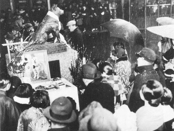  Бронзовая статуя Хатико на месте, где он каждый день ждал своего хозяина, в день смерти, 1935 год