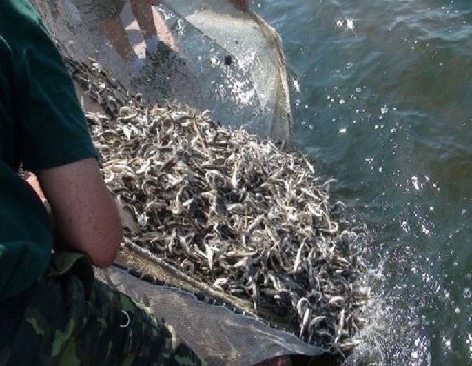 72. В акваторию Каспийского моря выпущено около 10 млн экземпляров молоди кутума
