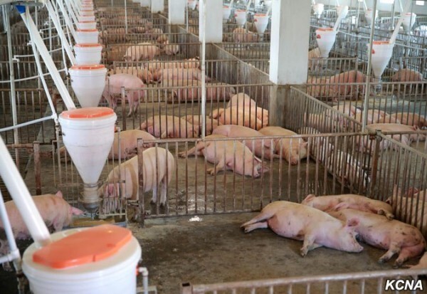 Ким Чен Ын проведал завод по переработке свиней
