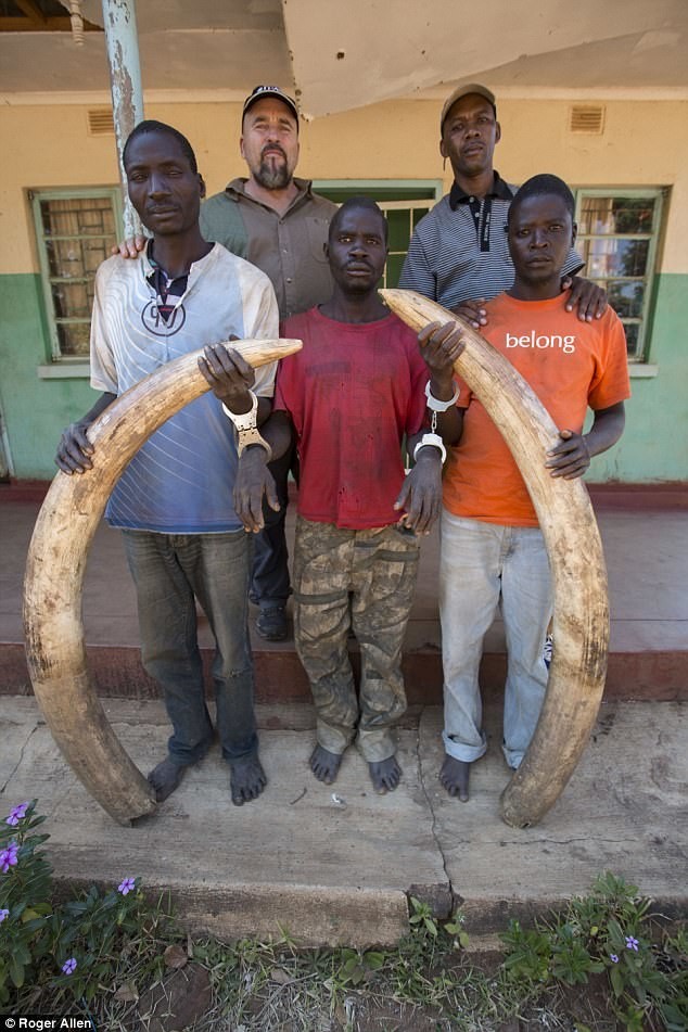 Обезврежены: охотников за слоновой костью заманили в западню