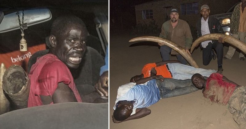 Обезврежены: охотников за слоновой костью заманили в западню