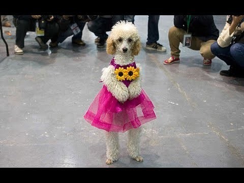 Собачья танц-солянка 