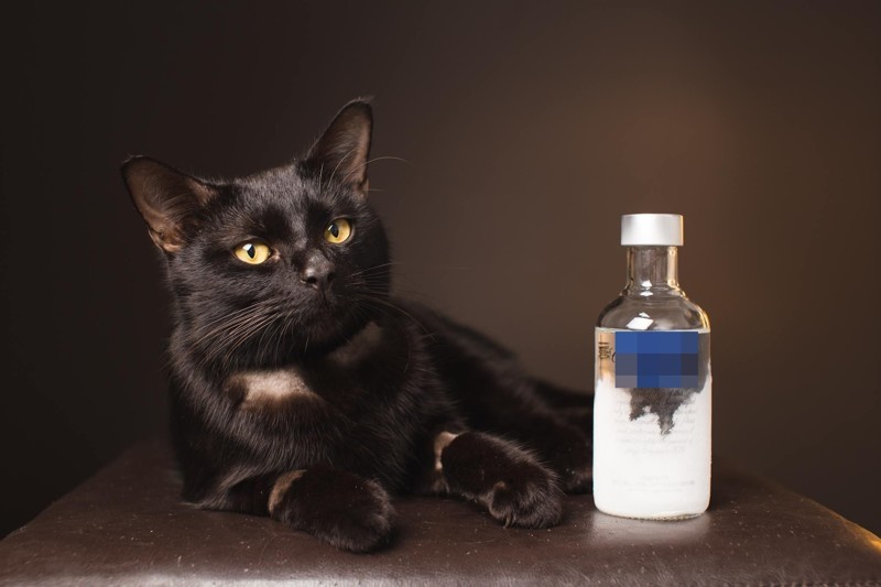 Кошка, которую в честь пережитых событий назвали Типси («Поддатая»), была найдена возле склада шин на выходных