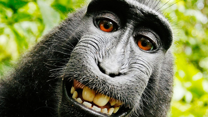 Фотограф разорился, судясь с обезьяной за авторское право