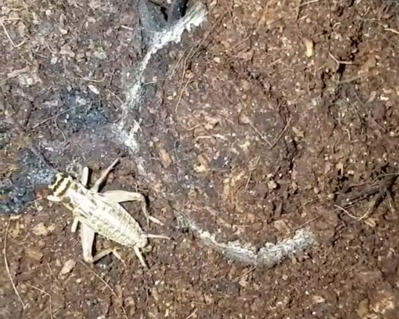Жуткое нападение африканского паука-каменщика на сверчка