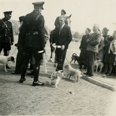 Июль 1942 года. Немцы приказали сдать собак. Сбор собак на Олимпийском стадионе в Амстердаме. Собаки использовались немецкими военными для разминирования минных полей.