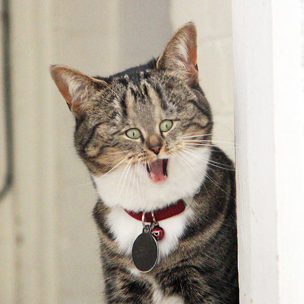 Новый тренд: коты с крошечными мордочками! Смешно или жутковато?