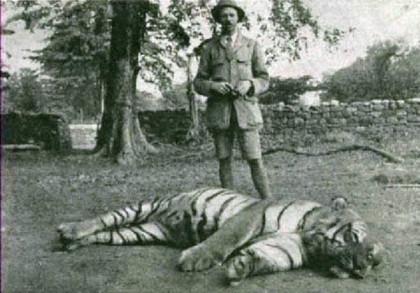 Самый известный тигр в мире — Чампаватская тигрица, убившая 436 человек.