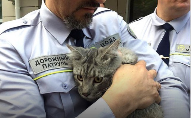Сотрудники дорожного патруля спасли четырехмесячного котенка на Третьем Транспортном кольце