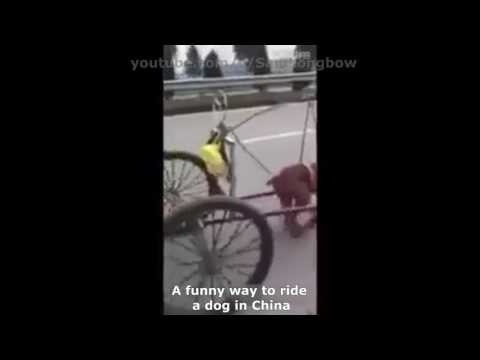 Забавный способ езды на собаках в Китае 